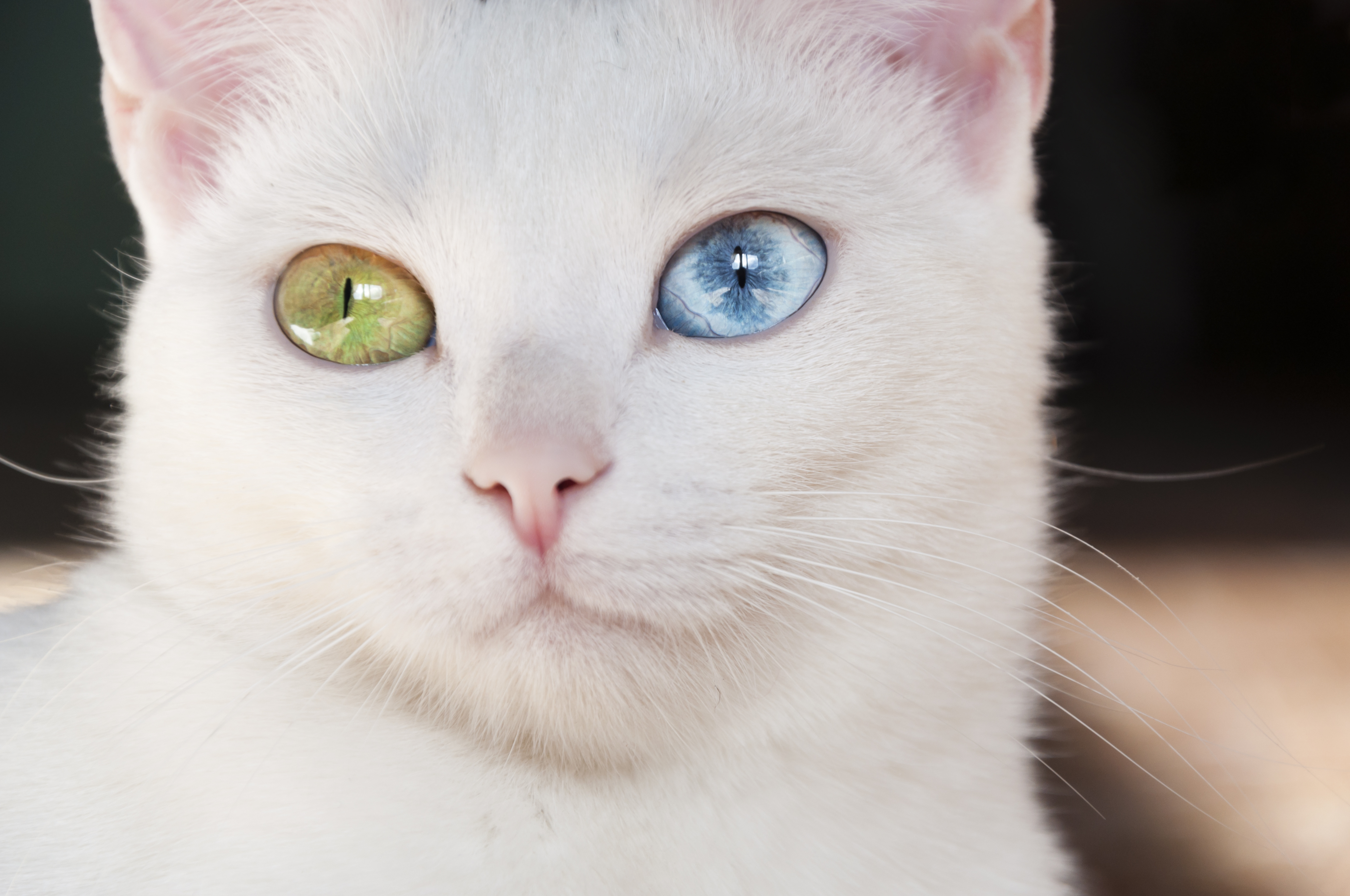 Cat with heterochromia